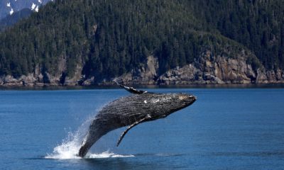 Crypto Whales are coming in fast on Tether, Hold 80% of Global Supply